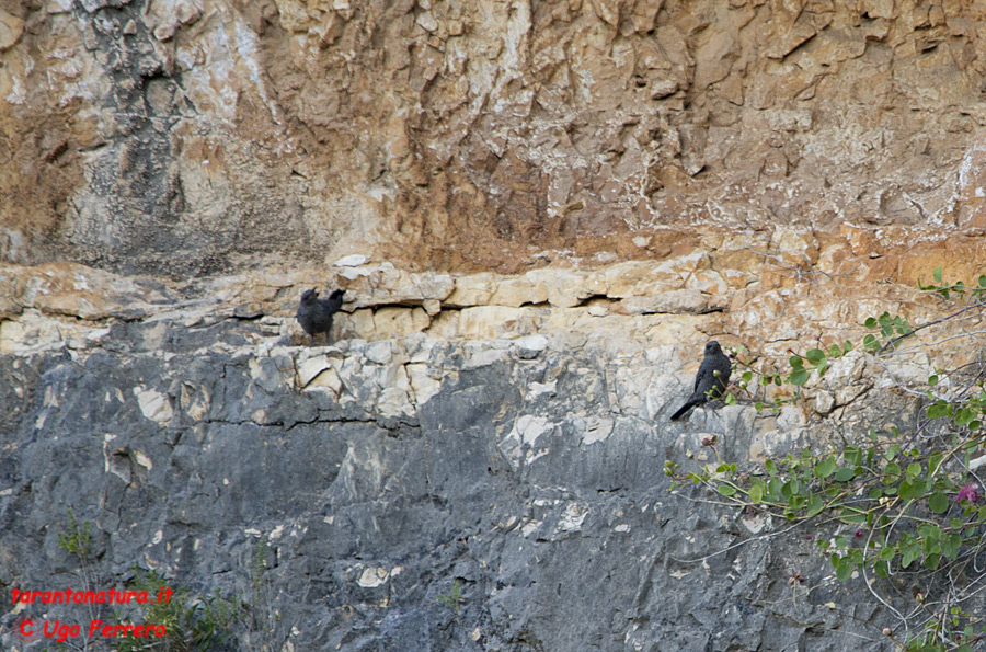 Passero solitario ?
